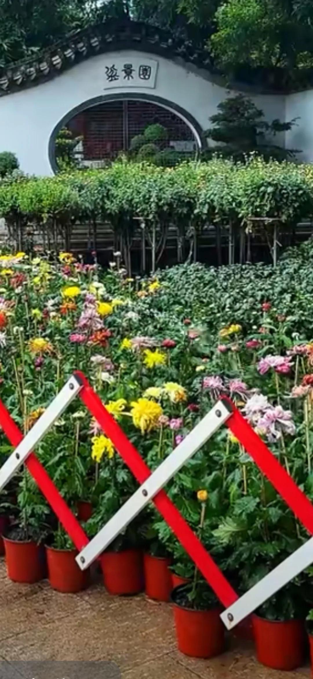 、杭州植物园菊展一角