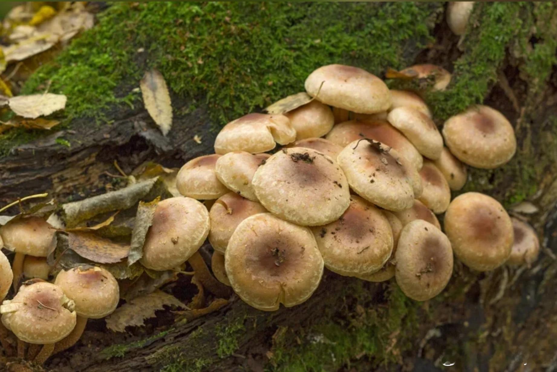 大阪市区大量冒出肥美毒蘑菇！男子误食后送医 专家却发现其抗癌潜力海外新鲜事 据日
