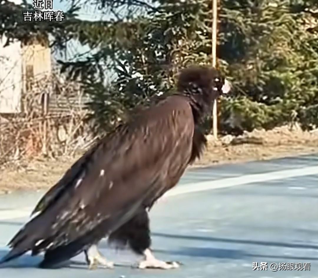 太好笑了！国道惊现巨鸟过街🦅网友：过儿你的大雕！
 
吉林珲春网友在路上拍到超