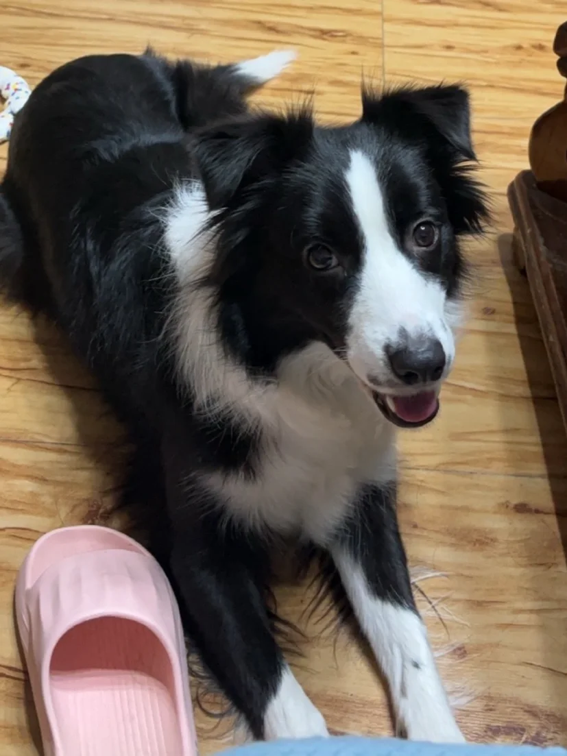 不是！百利，你不宣传这款狗粮真是糊涂啊