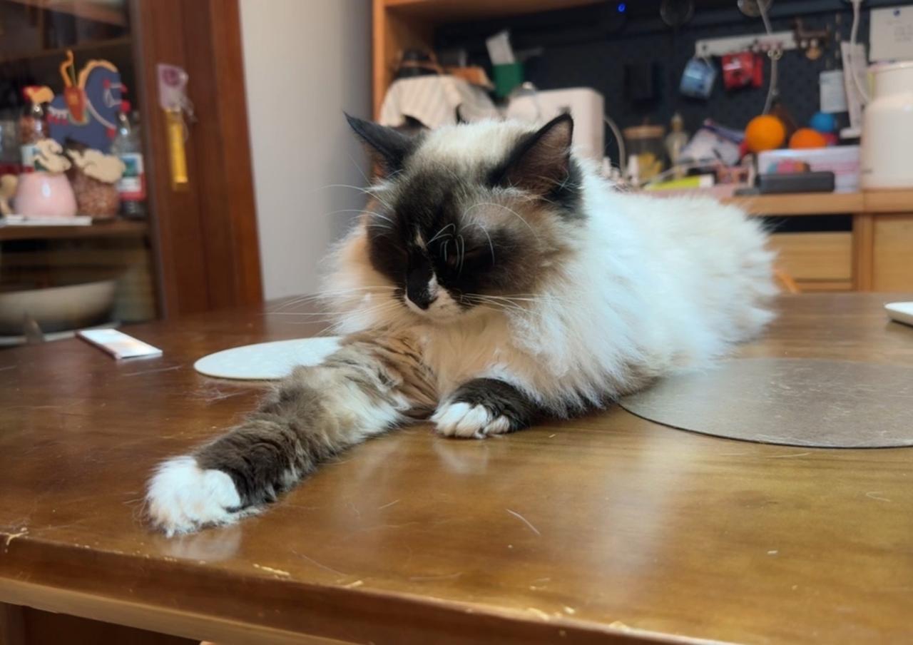 波罗不在家，大家都没精打采的