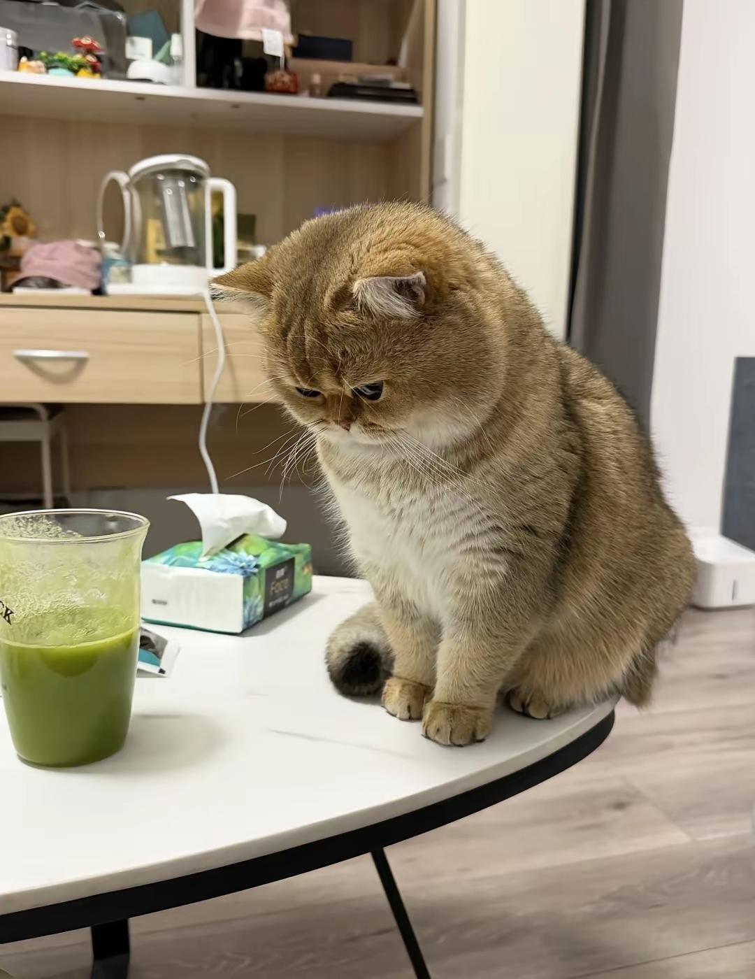 自从老公养了它
我的地位已经受到威胁
最关键的是它还不让我抱
我老公随便抱都没事