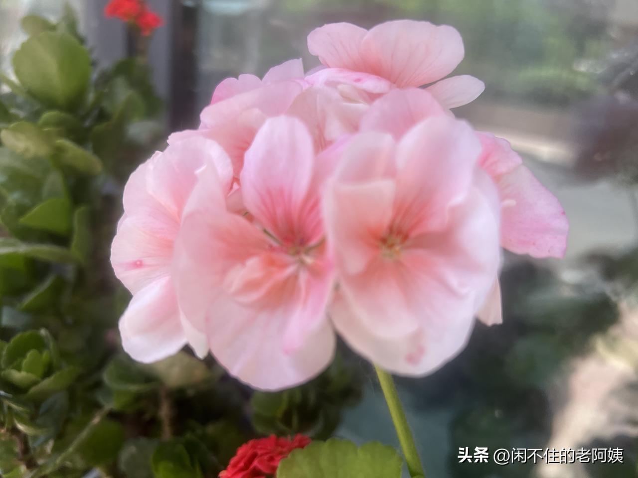 最让人心痛的段落，是黛玉去怡红院看宝玉，吃了闭门羹的段落。
黛玉自尊心那么强的人