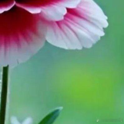 💐把烦心事丢掉，腾出地方装鲜花 