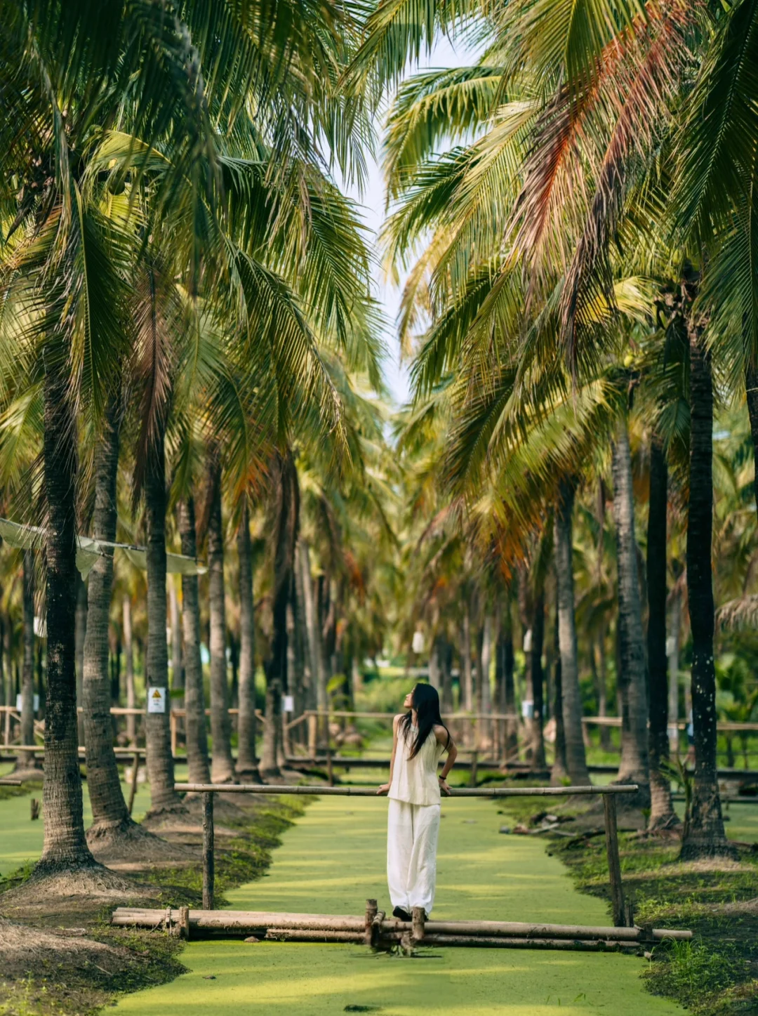 清迈集市🥥我真的太爱这片椰子林了🌴