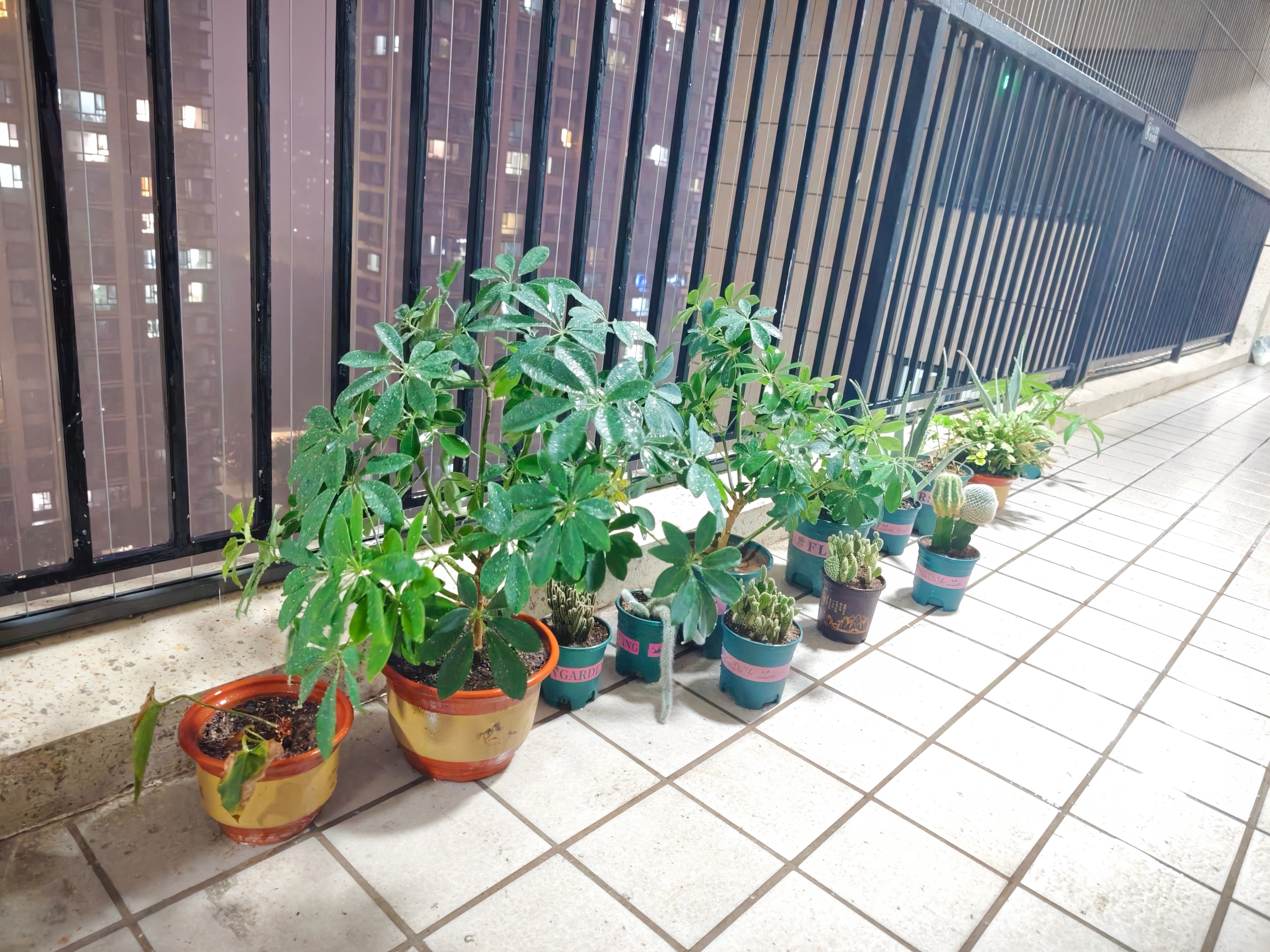 万物生长靠太阳，雨露滋润禾苗壮。 下雨天，绿植自助喝水时刻～ 聊城·财信·水城印