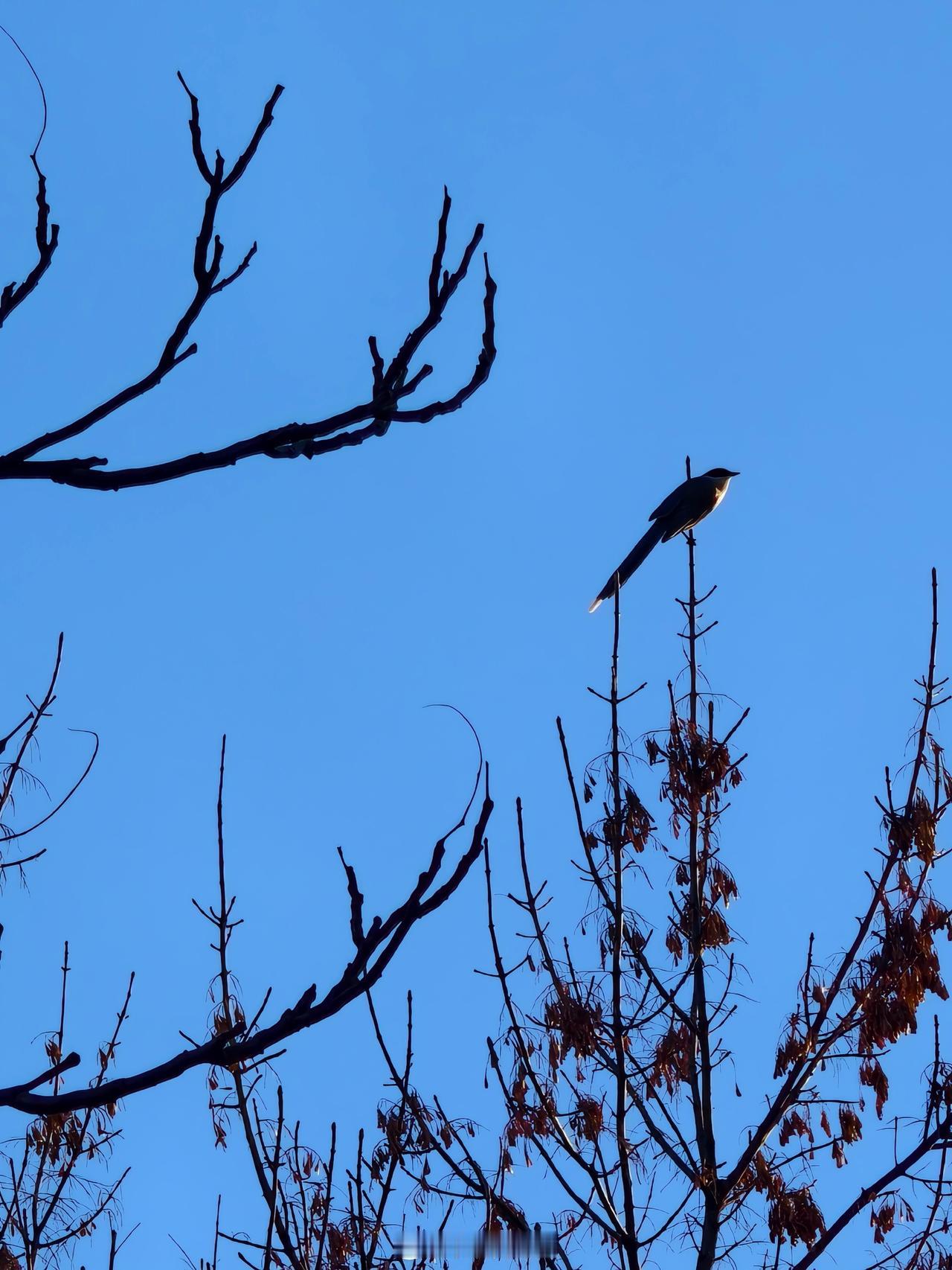随意转发些天津大学本月照片