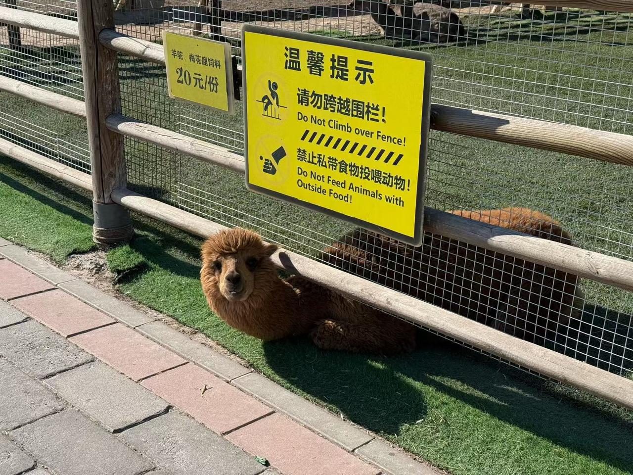 真的要笑翻了我了，动物和人一样，脸皮厚吃个够