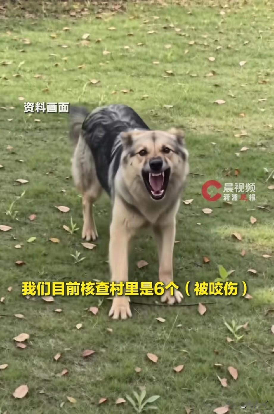 恶狗伤人事件频繁发生，不知道北京给狗打官司的李女士怎么看？判张某华4年刑期的朝阳