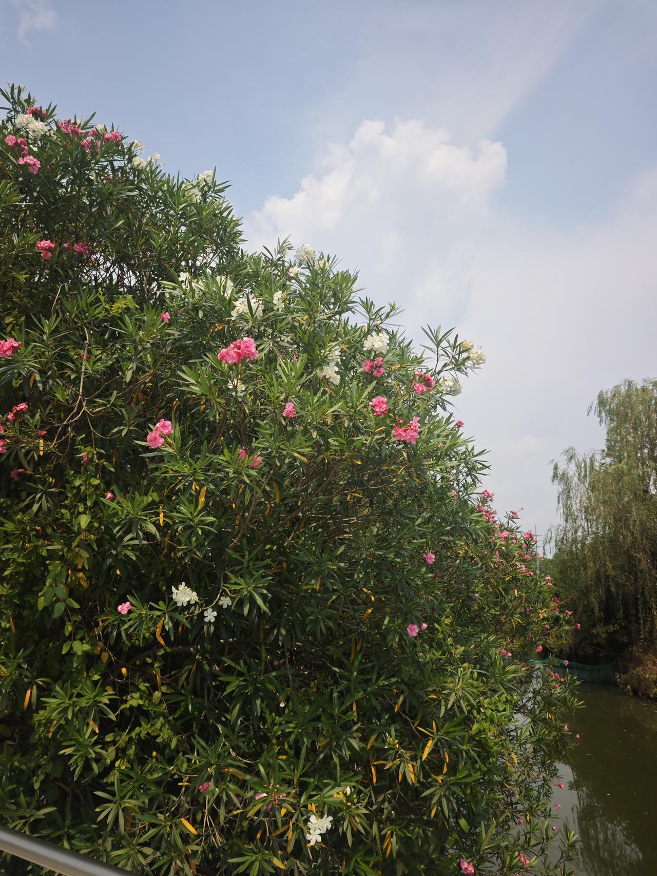 在路边、河道边有成片夹竹桃，粉白繁花铺满翠绿枝叶，夏日里开得热烈繁茂，景致格外治