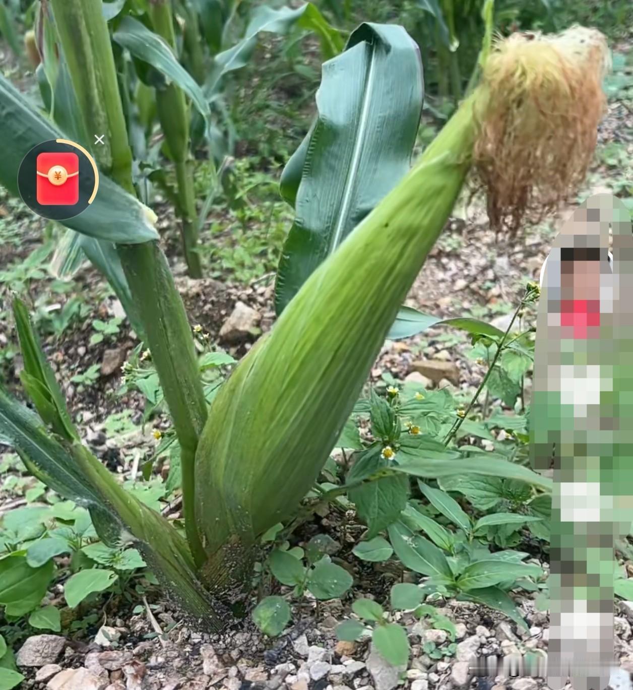 农民种庄稼最怕买到假种子，肥料功夫投下去了到头来没有收获。一年的辛苦全都白费了，