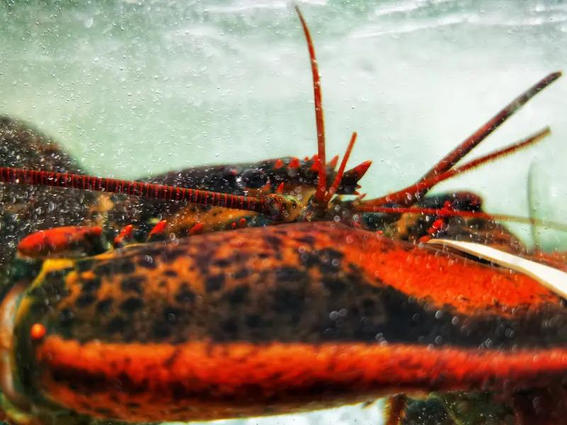 英国禁止直接活煮龙虾你怎么看
英国禁止直接活煮龙虾这事儿挺有意思。从动物福利角度