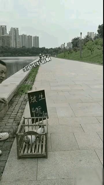 男子养了一对鸽子 ，每天傍晚下班后用笼子拎到公园路边，40元转给想放生的人。据说