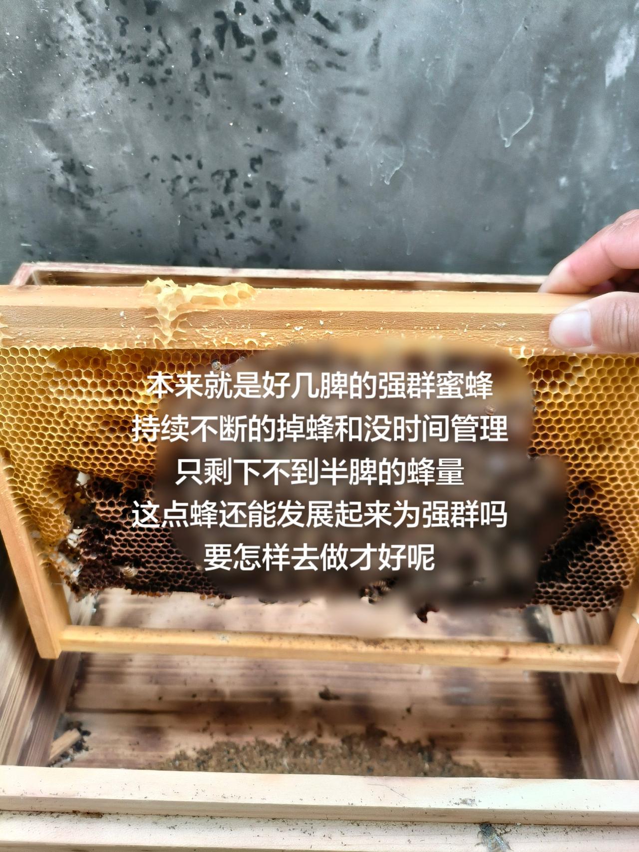本来就是好几脾的强群蜜蜂
持续不断的掉蜂和没时间管理
只剩下不到半脾的蜂量
这点