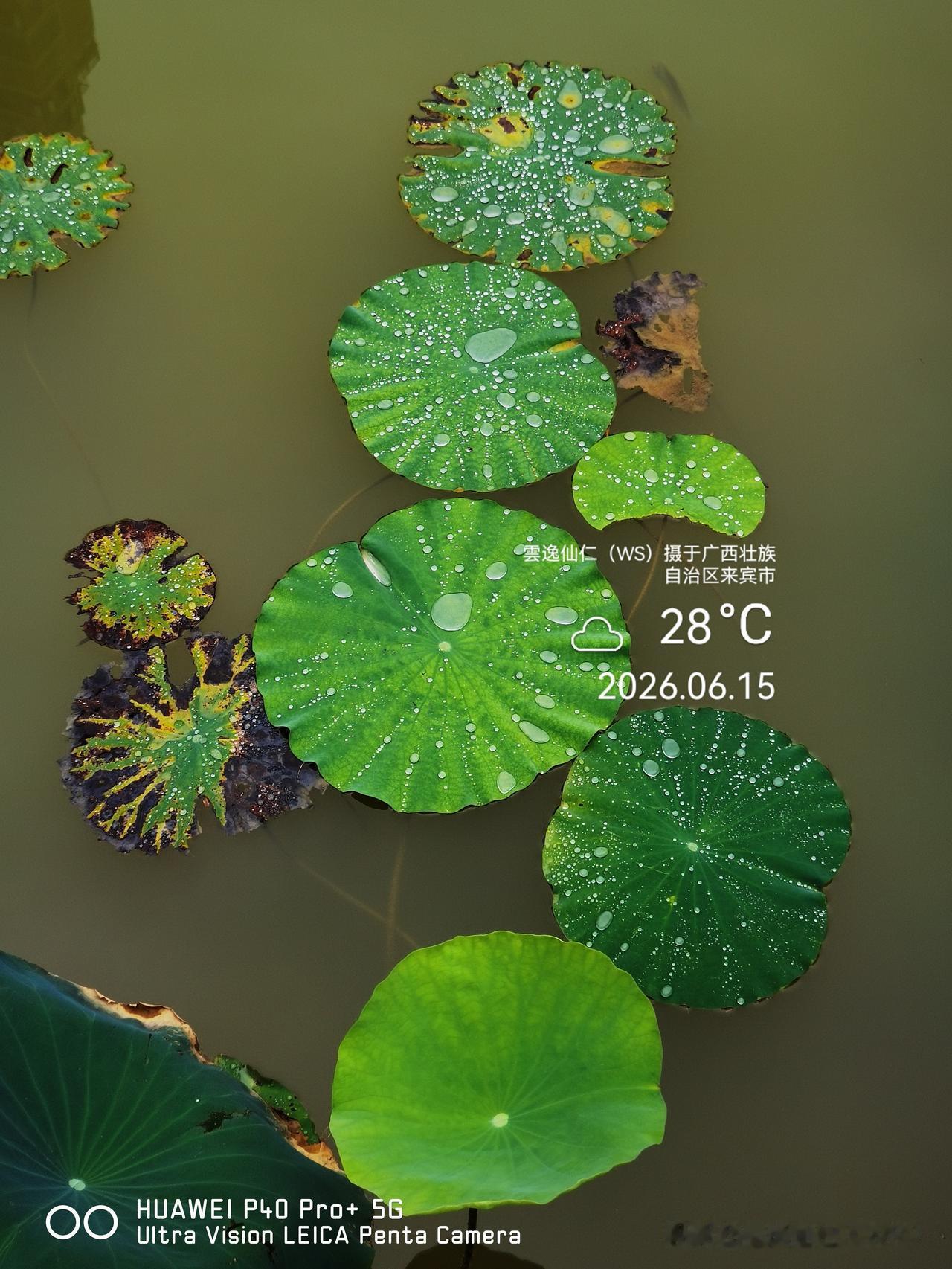 月居生活记录（9889）广西壮族自治区来宾市（114）花儿随拍13：雨滴荷叶、莲
