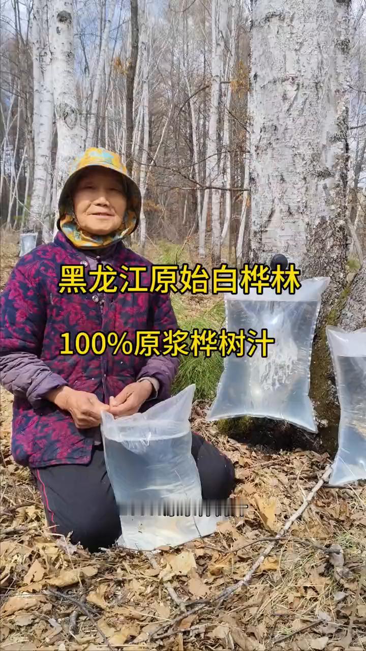 马上快满了，我家是小兴安岭的主麦，原石打成林。这里有四千多公顷的原石白桦林。现在