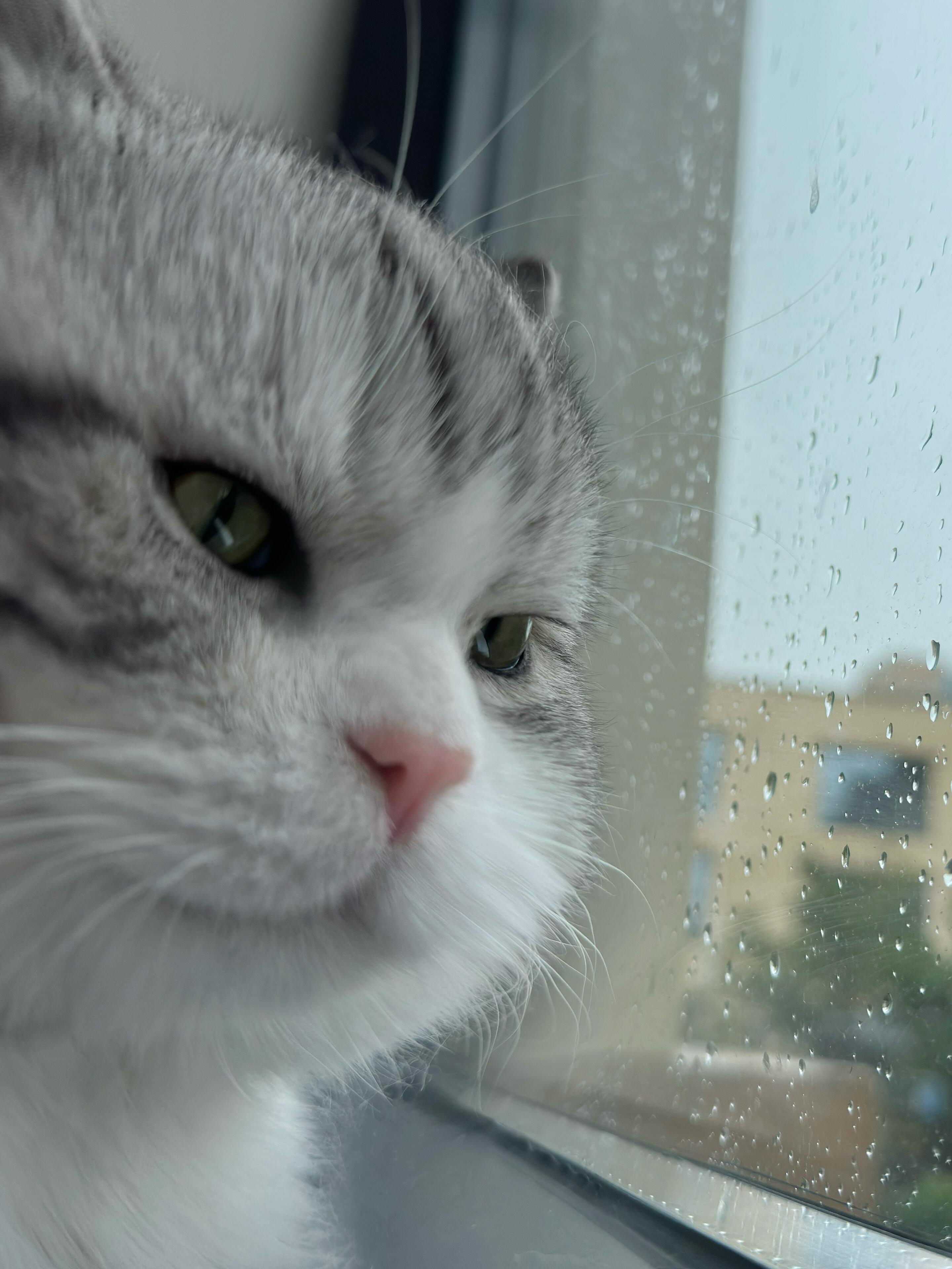 下雨天忧桑的猫猫 