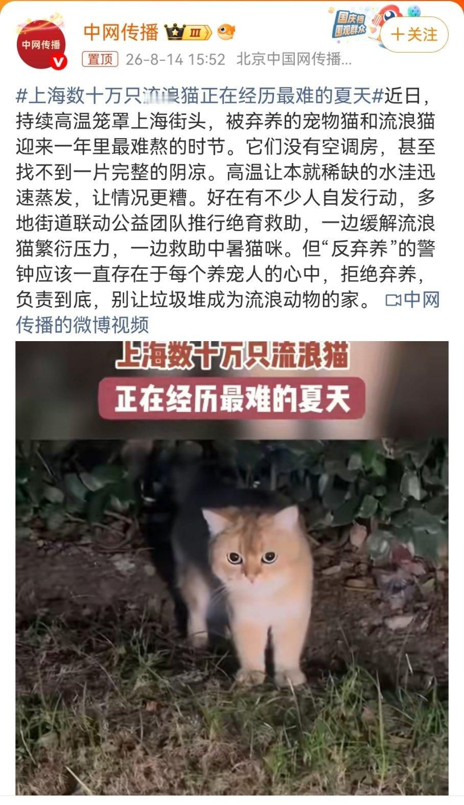 上海数十万只流浪猫正在经历最难的夏天都开始操心猫咪夏天没有空调怎么过了…… 