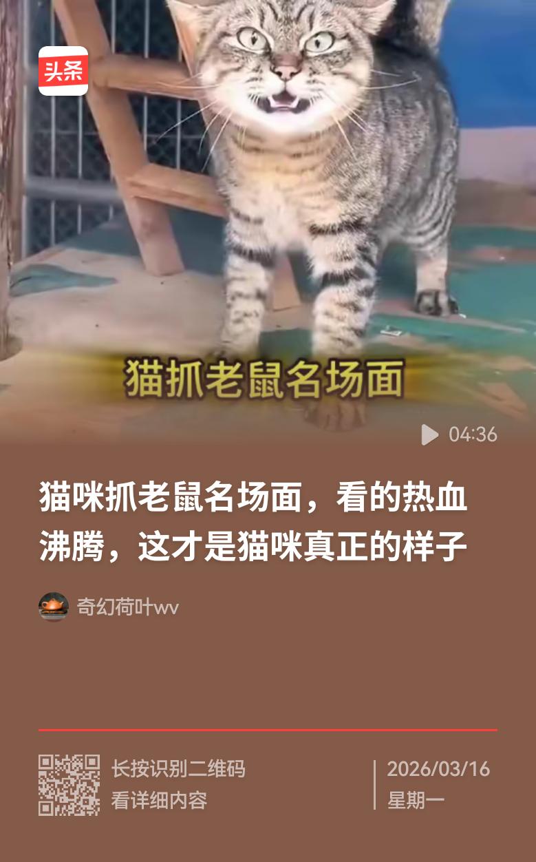 “管它黑猫白猫，能抓到大老鼠和黄大仙就是好猫”，这话糙理不糙。就像在生活里，甭管