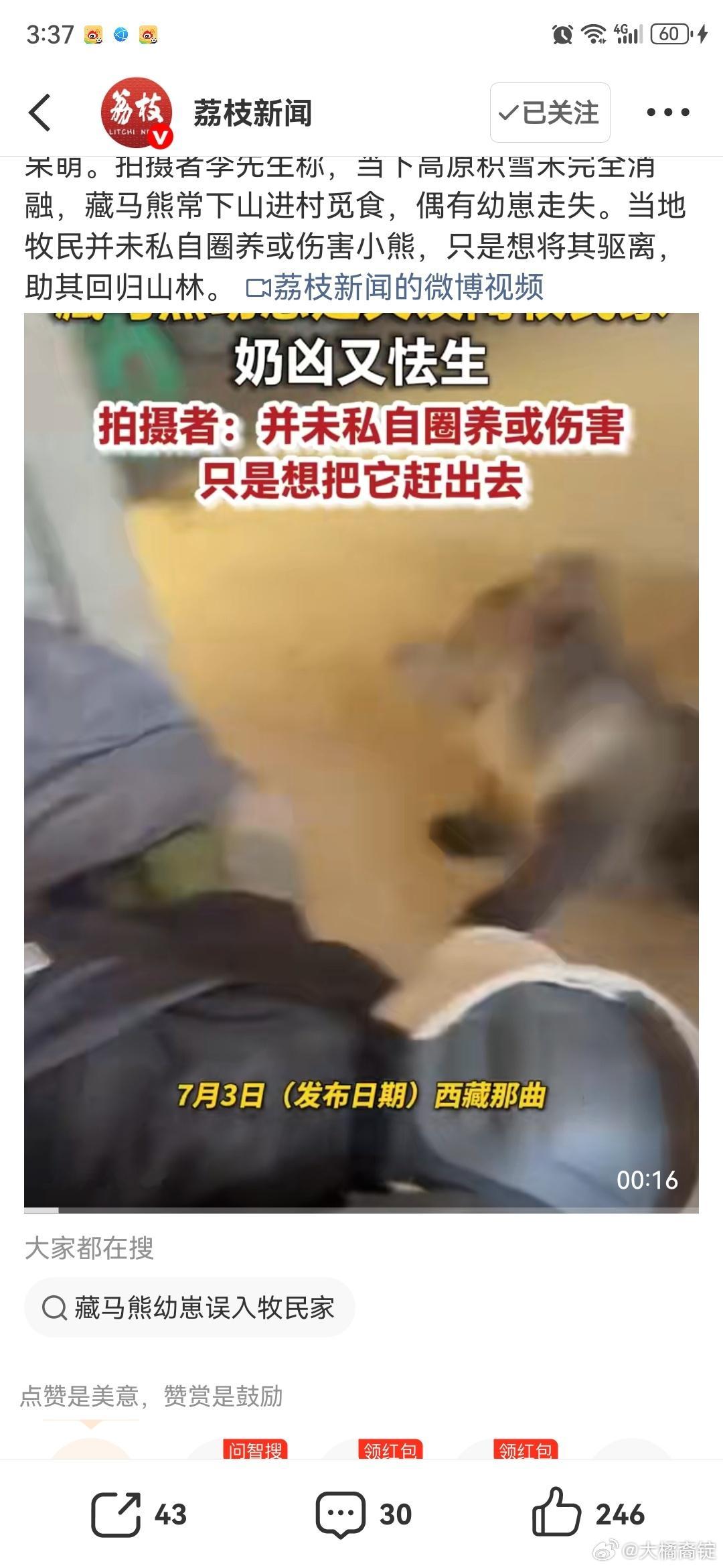 藏马熊幼崽误入牧民家模样呆萌虽然哺乳动物幼崽都很可爱虽然它看着一脸呆萌人畜无害但
