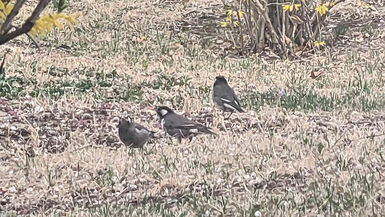 4月初，春光乍泄，银川灵芝公园简直就是个宝藏地！公园里的花竞相绽放，那五彩斑斓的