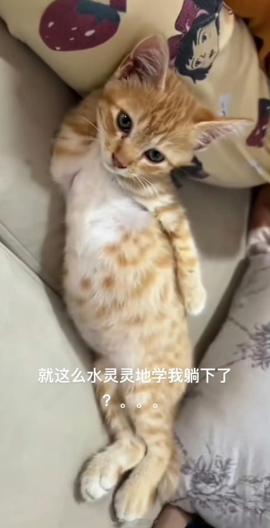 这个睡姿有点过分妖娆了。 ​​​