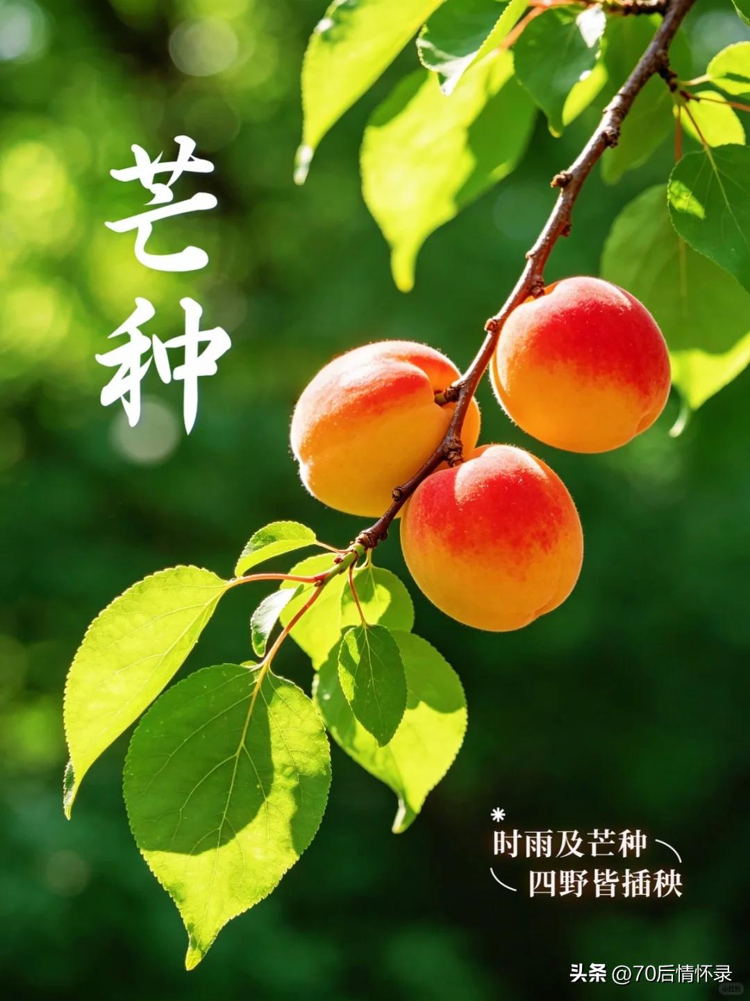 四时风物自循章，汗水凝怀蕴寸芳。
静待流年催草木，人生缓缓向晴光。

万物有序，