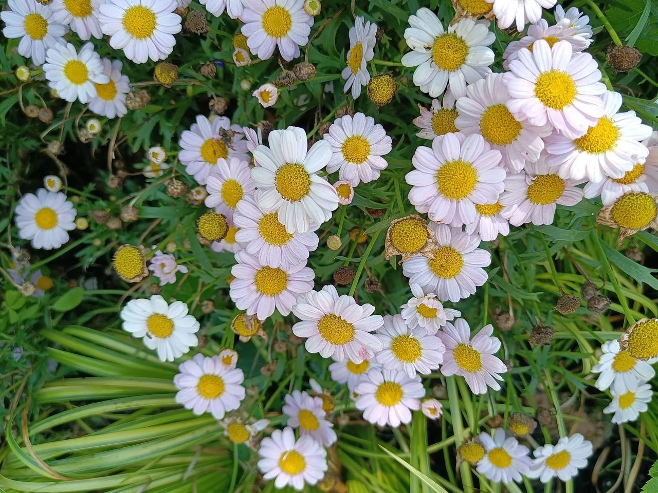 花开满园，幸福满满。