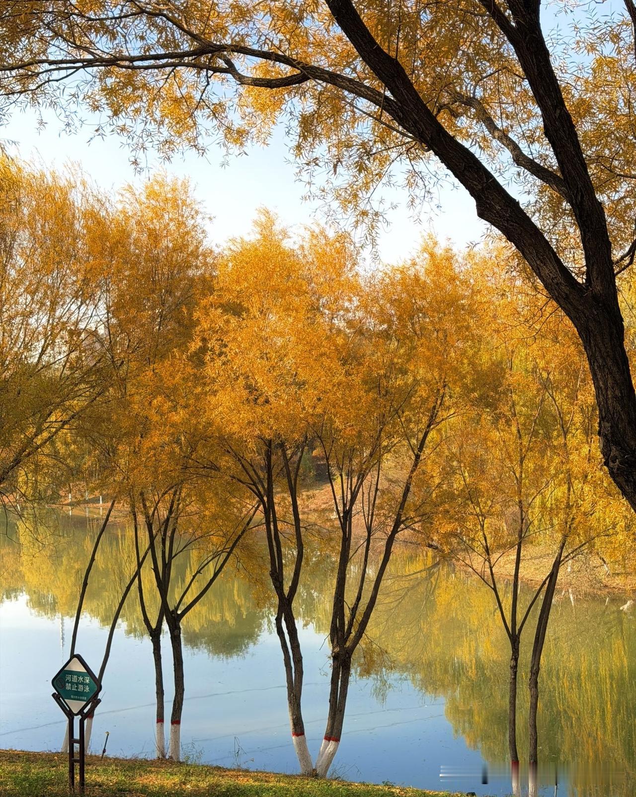 初冬的银川，藏着深秋的余温与浪漫。街头黄叶依旧飘飘，风里带着微凉却不刺骨的寒意，