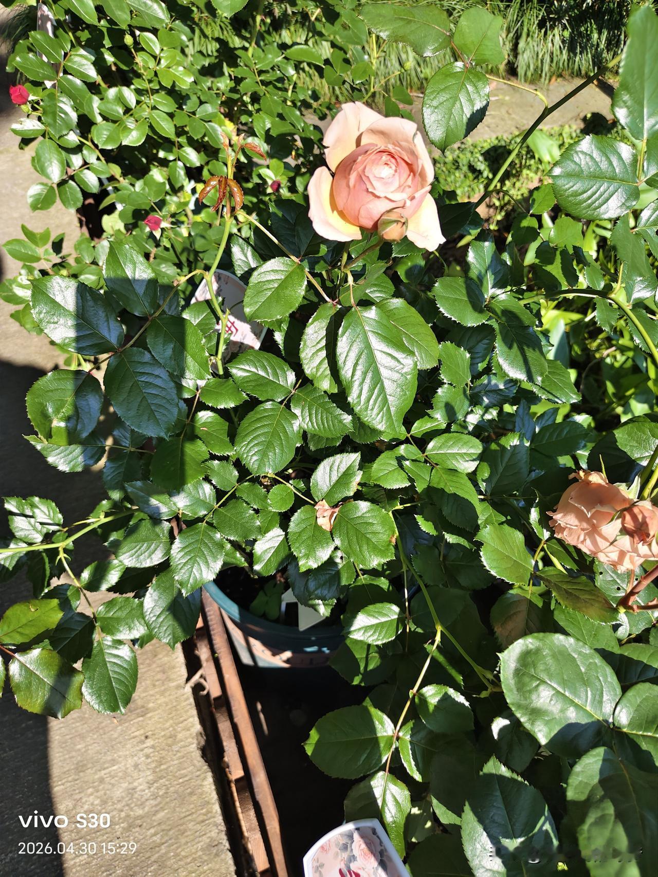 相册里的花花草草