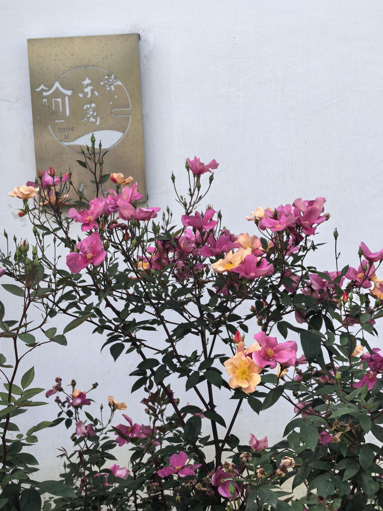 五月的乡村一一摄于南京栖霞桦墅村桦墅院子