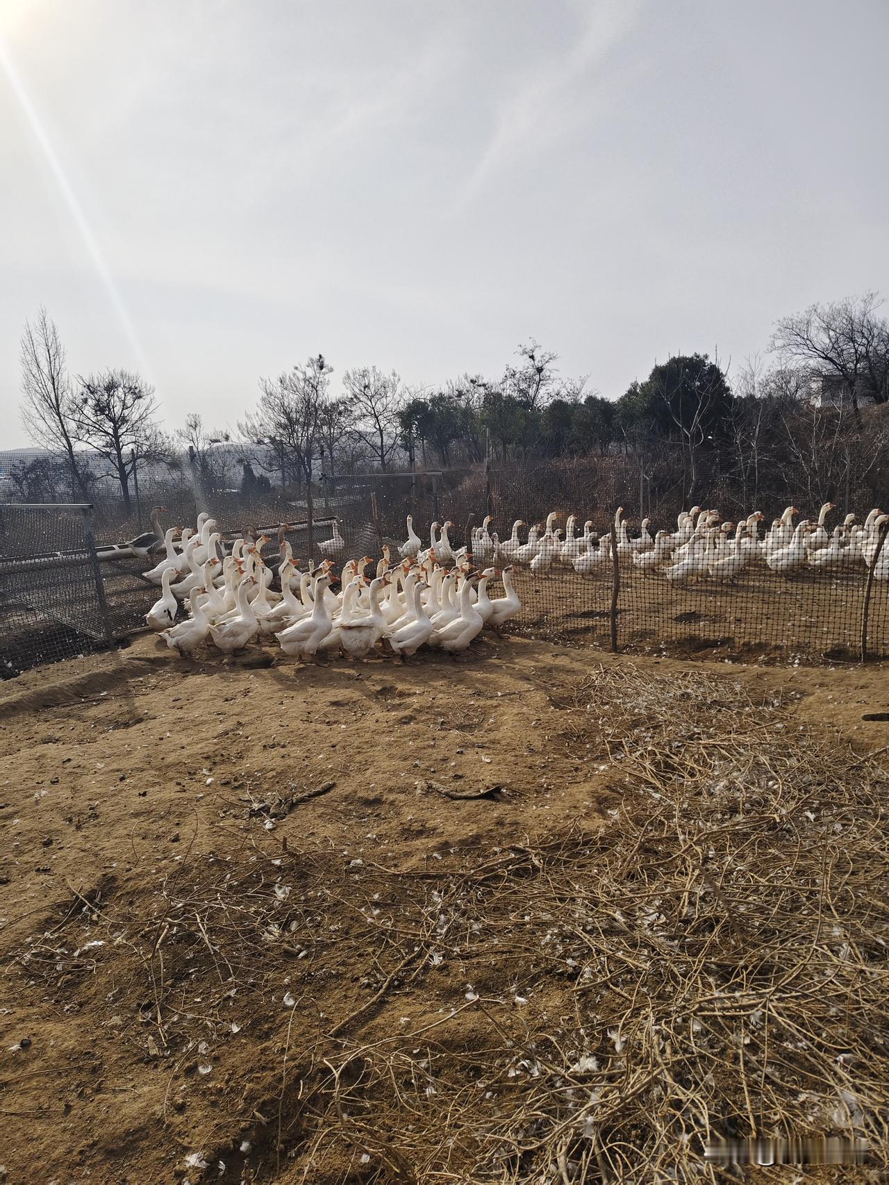 鹅场晨景
 
冬日的清晨，阳光透过薄雾洒在乡间的养鹅场，给这片土地镀上了一层柔和