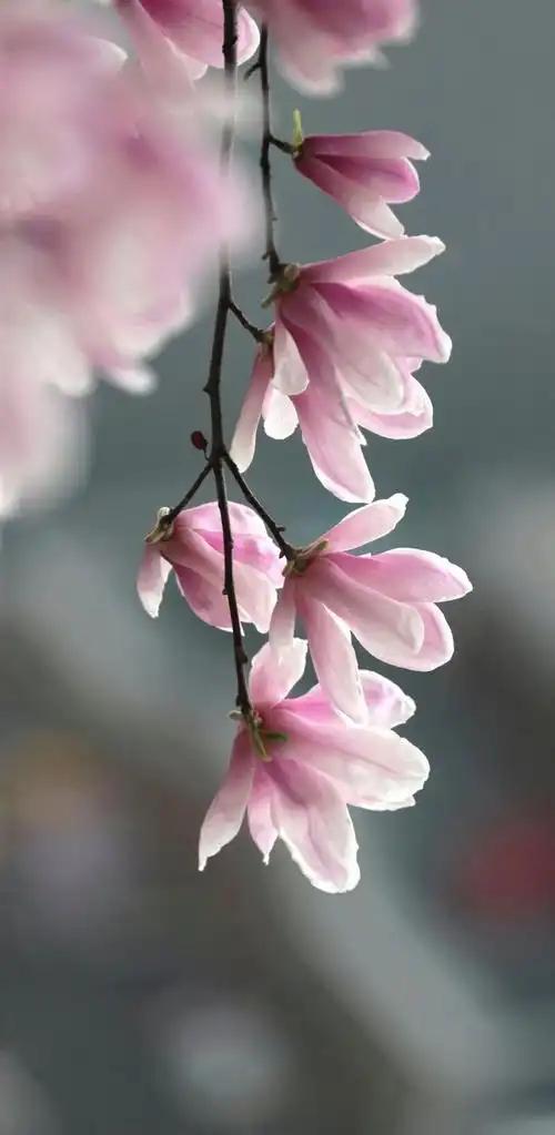 下联：妙句常存春韵中。

（题图来自网络）