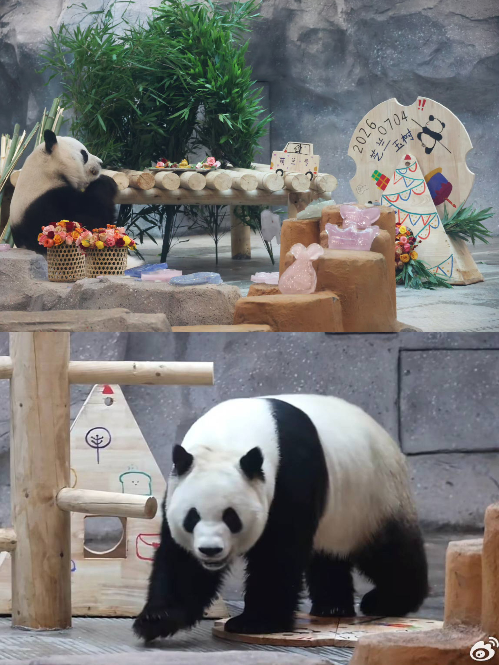 萌兰  哈哈哈，么么把生日转盘1分为2了，太厉害了吧，知道有人在拍照，踩在盘上炫