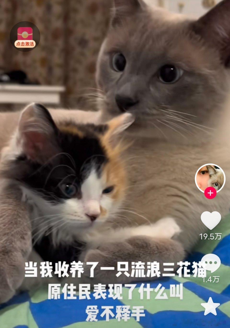 在猫界，他们也会不停地意淫漂亮母猫被丑陋公猫“糟蹋”的戏码。 ​​​
