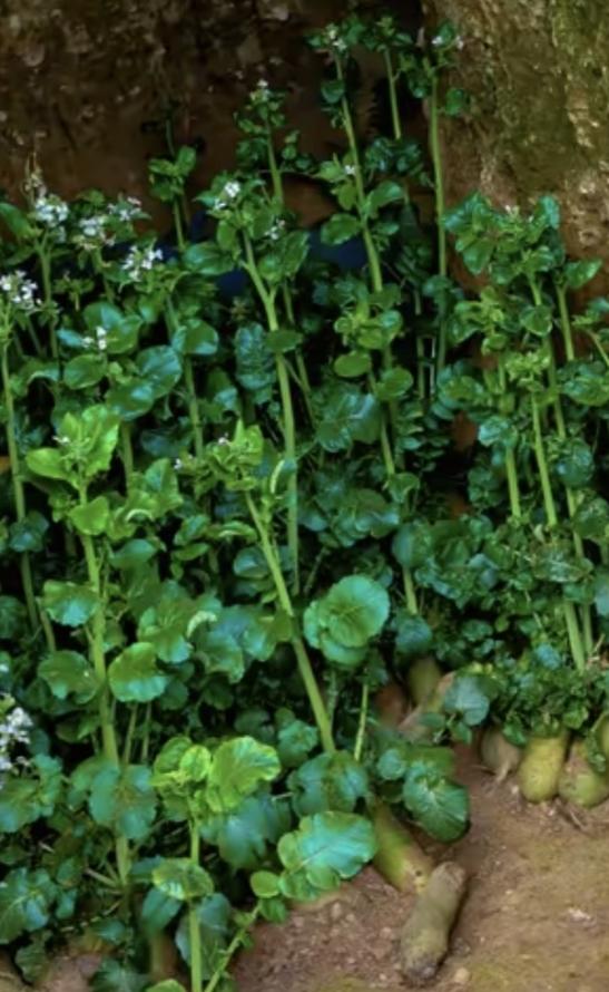 绿萝卜长的多好