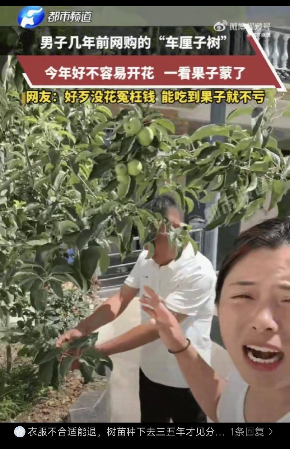 河南，男子在网上看中一棵车厘子树苗，树苗到家后，他像伺候宝贝一样，松土、浇水、施