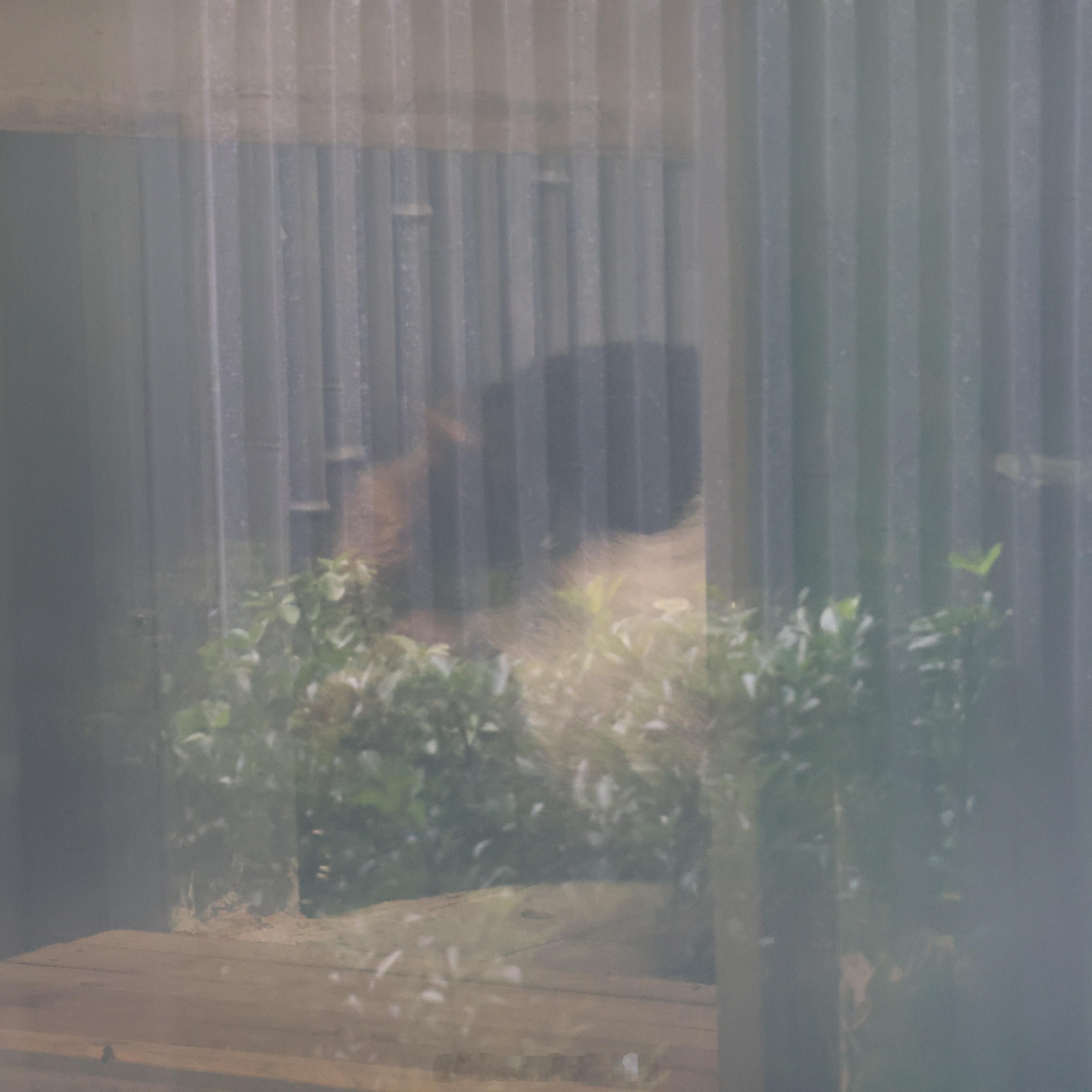 大熊猫萌兰 今天是守门员熊熊，懒得修图了，相机直出就是这种效果的。