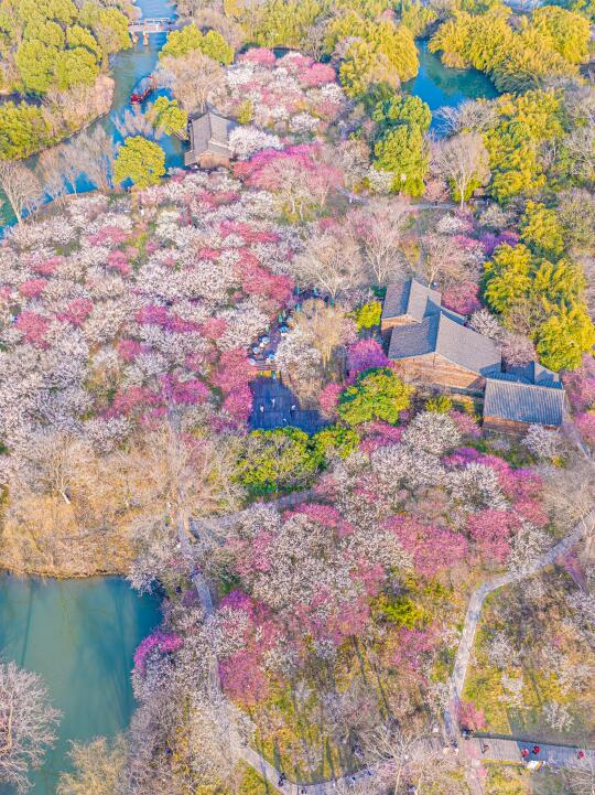 杭州赏梅天花板西溪湿地梅花开啦❗附攻略📖