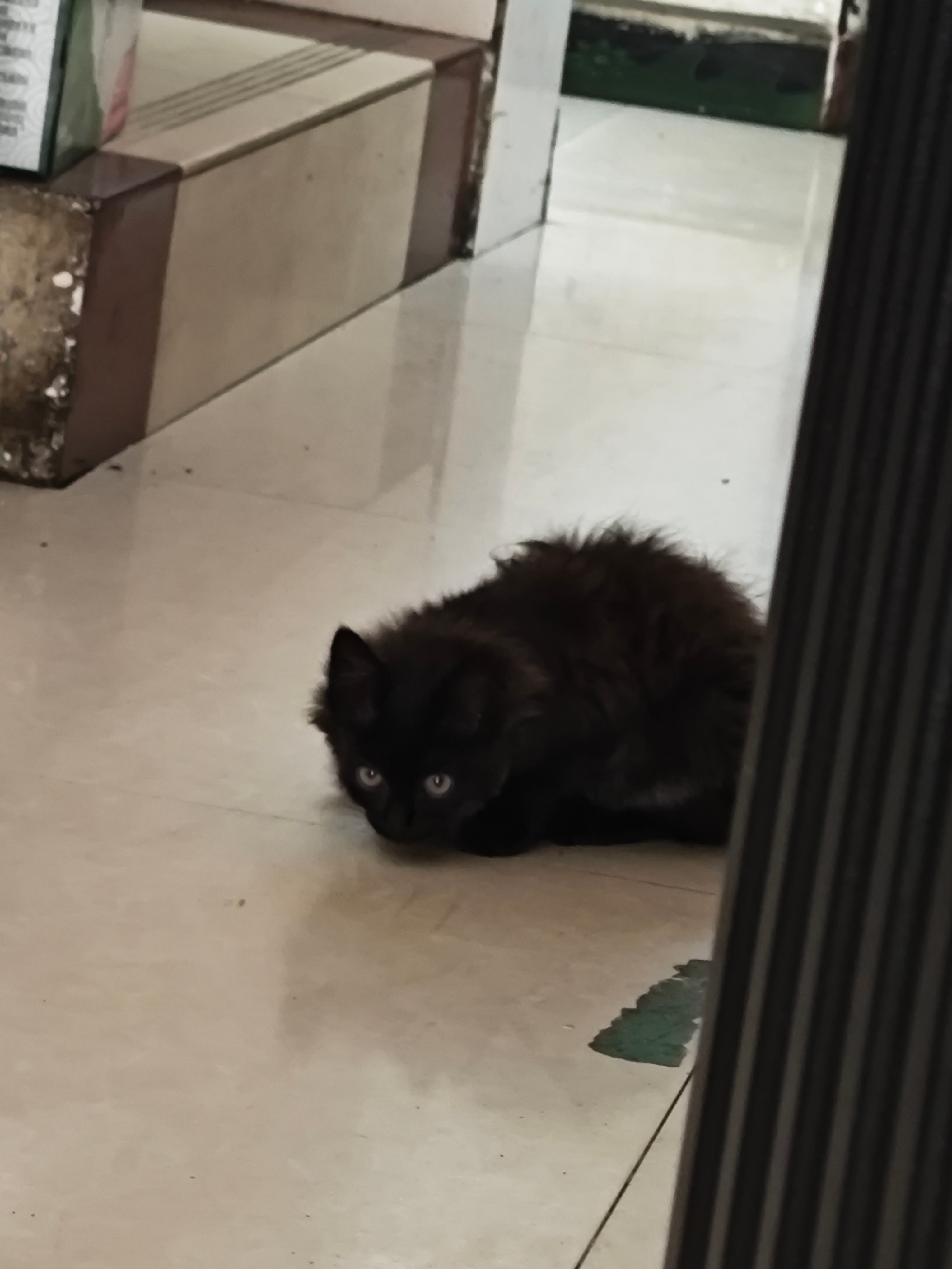 我妈说这只长毛猫🐱叫小狗熊哈哈哈哈哈，笑死我了 