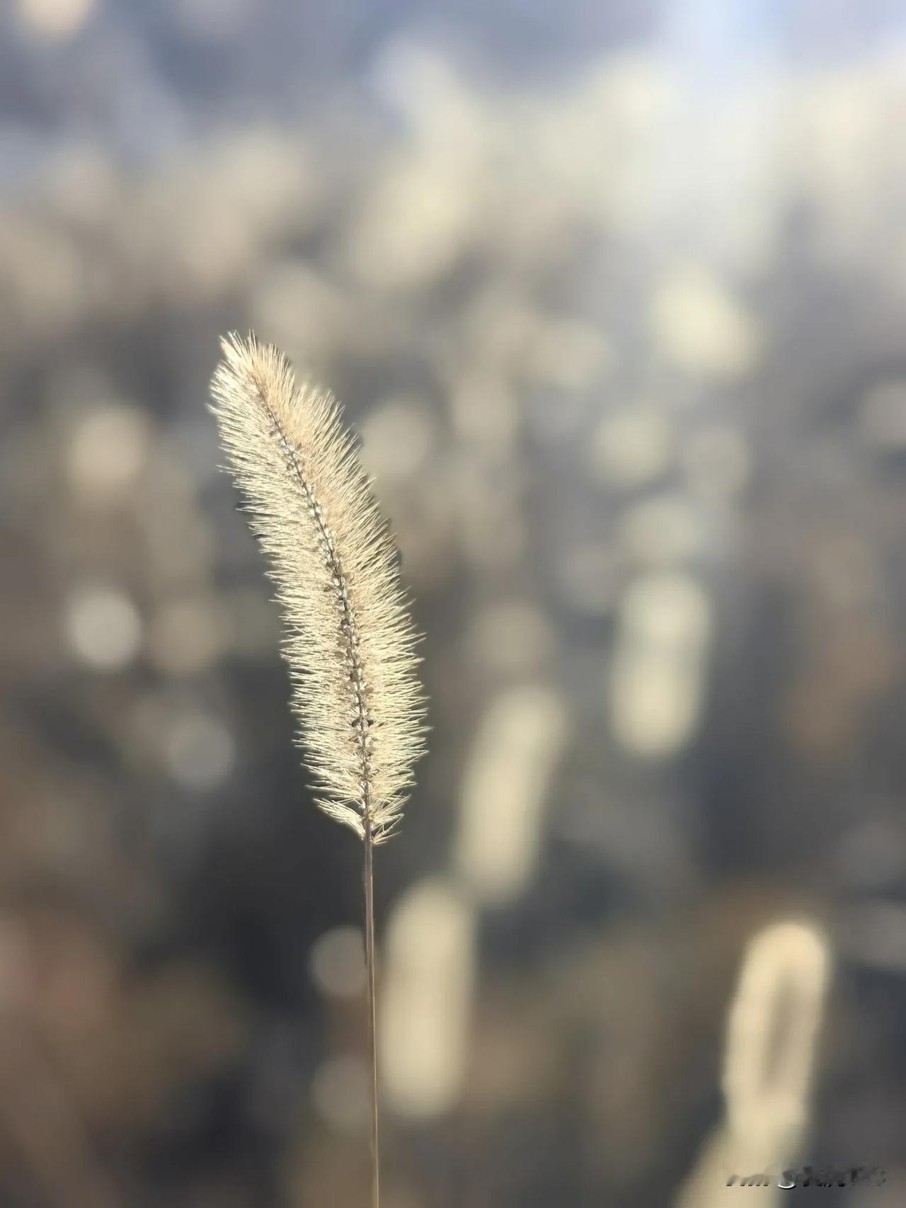 随手拍门头沟韭园酱菜园