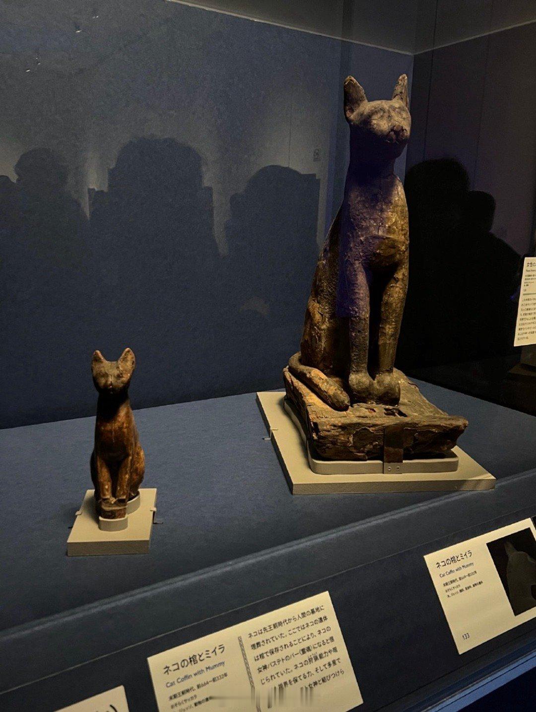 是猫猫祖宗诶～