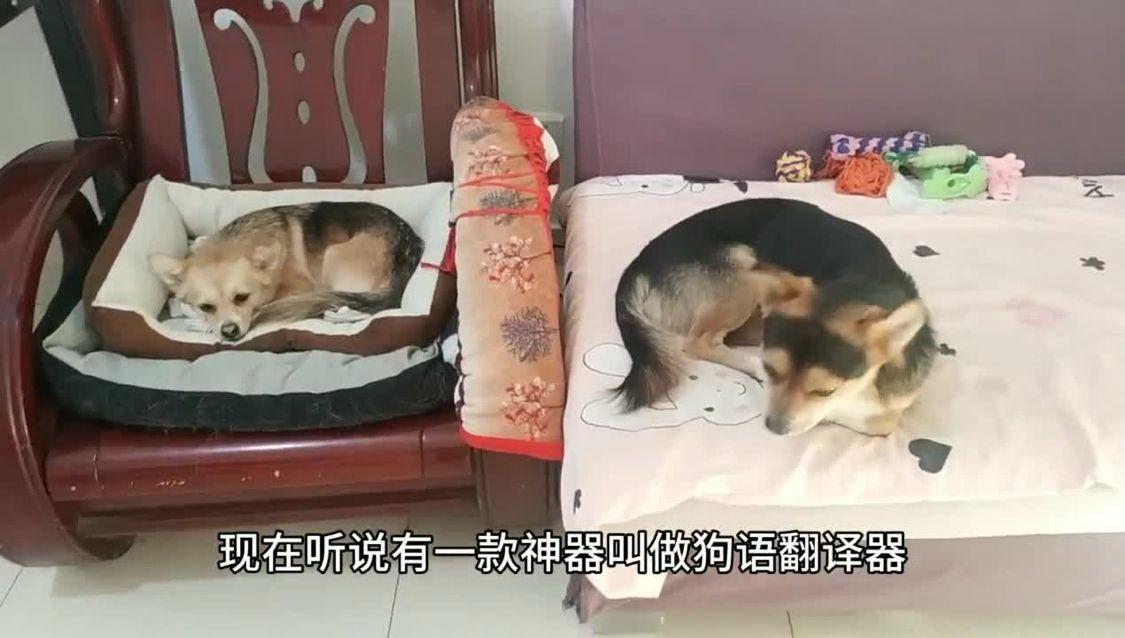 主人用狗语翻译器跟狗狗对话，狗狗居然听懂了！-副本