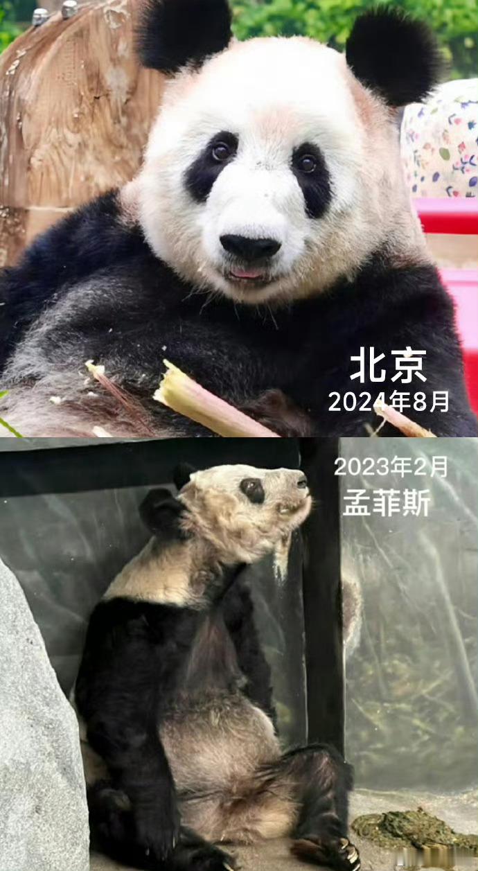 丫丫回国两年多判若两熊这爬行天下还要脸不 说北动故意喂胖 孟菲斯才是正常的