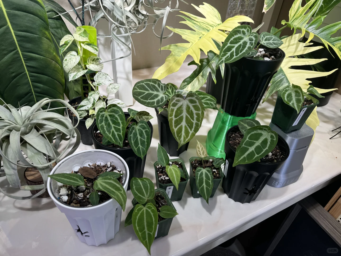 植物未来，你害得我好苦！