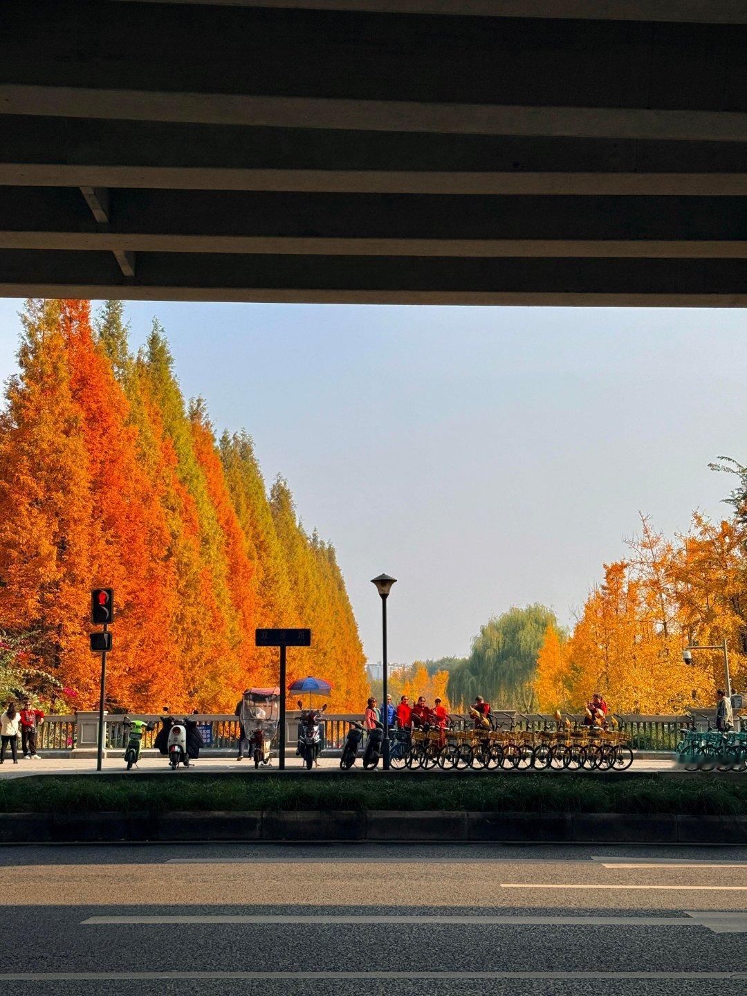 成都初冬实拍美景🖼️仙人板板些，成都市政都是央美毕业的哇