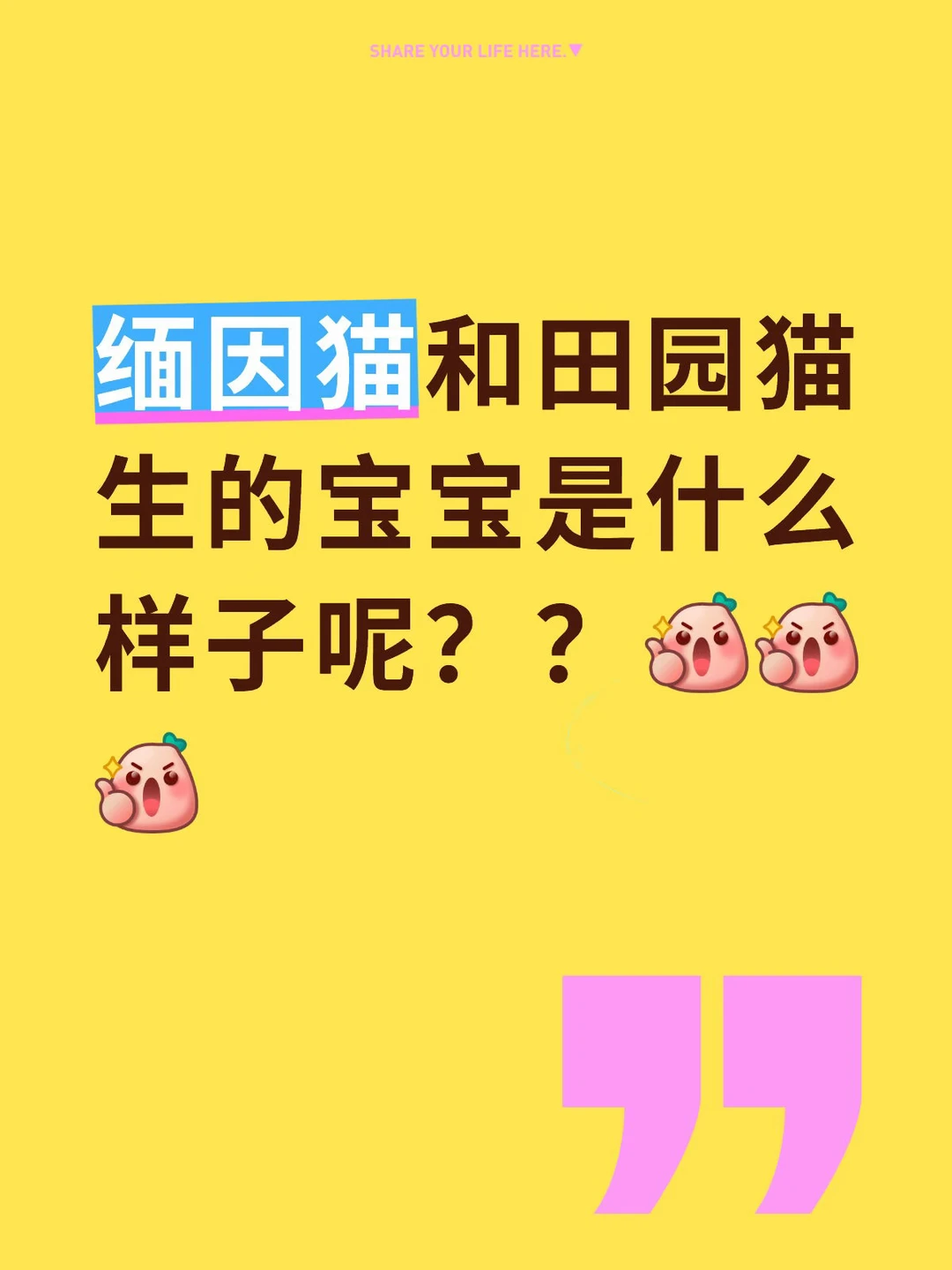 小奶猫领养贴 猫龄：3个半月大（大年初五出生） 性别：有弟弟有妹妹 特...