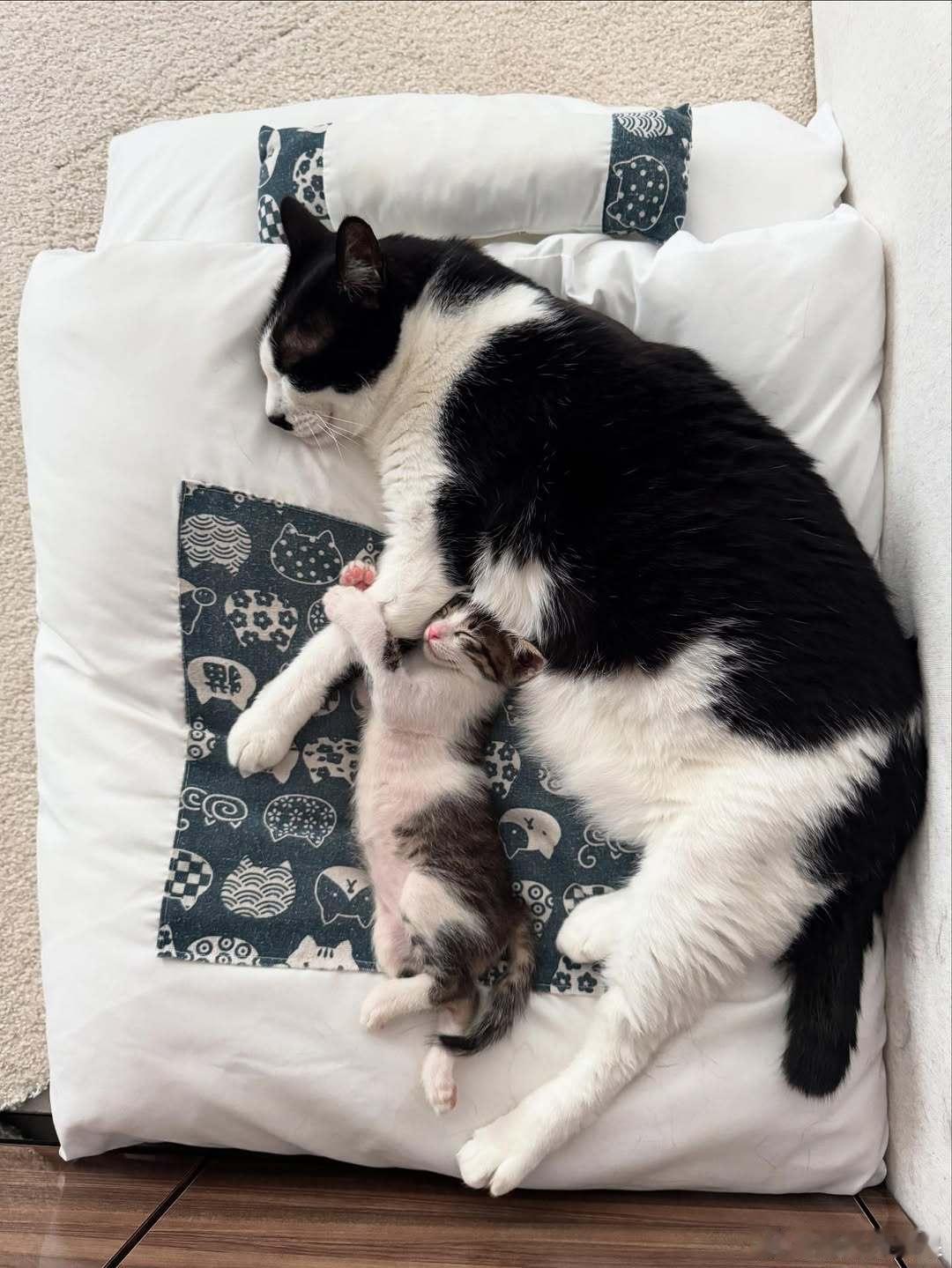 原住民和二胎小猫咪睡觉😪cr：namehey ​​​