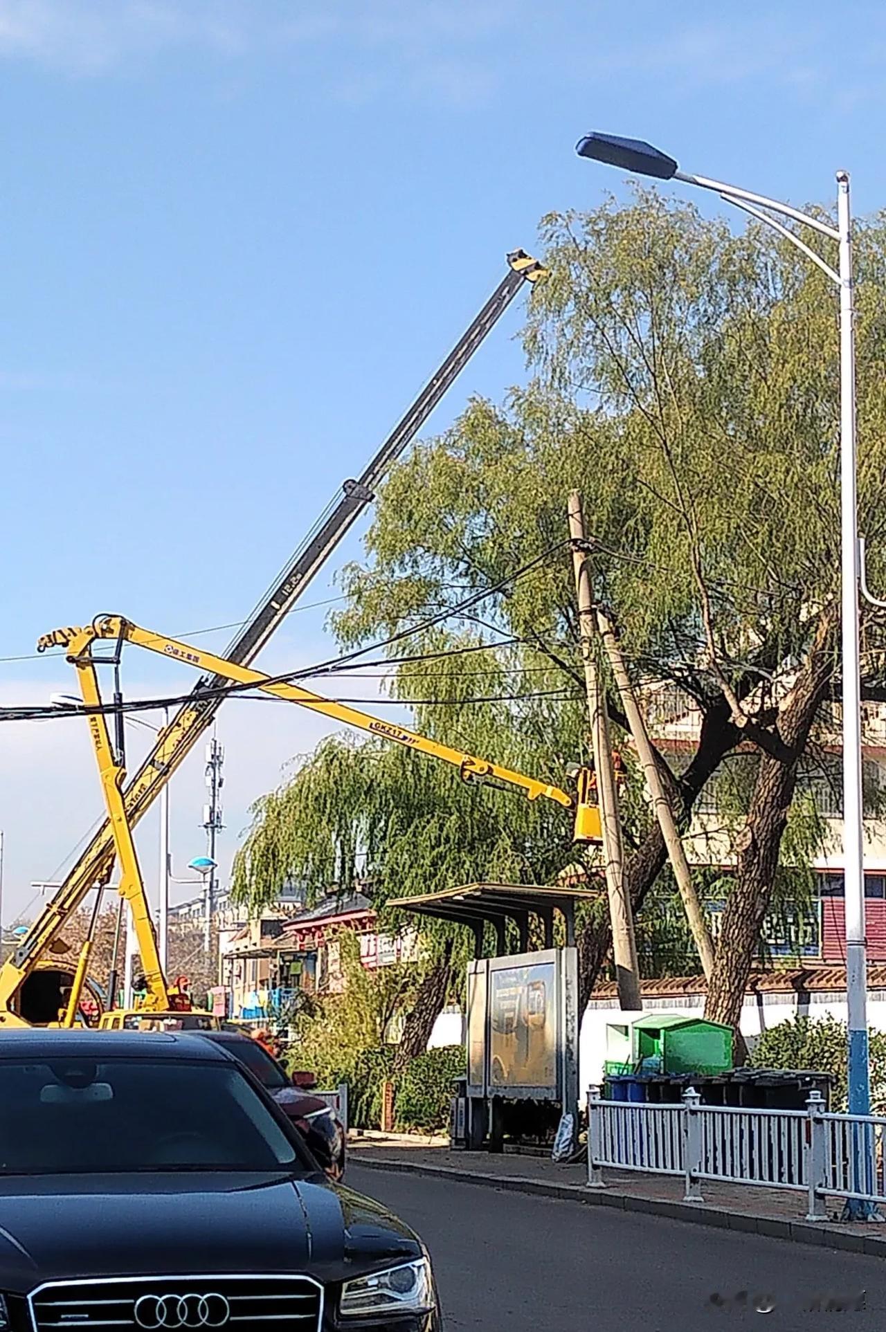 泰安唐王街沿路的老树 ,最近几年越长越歪歪了 ,是不是和胜利渠有关 ?这条街是当