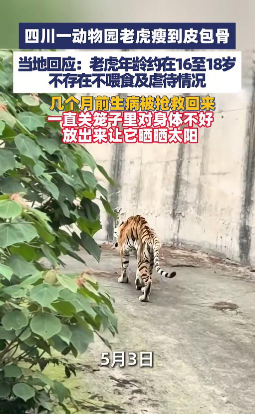 5月3日，四川隆昌一动物园老虎瘦到皮包骨的视频刷屏，肋骨根根凸起走路都晃，没了百